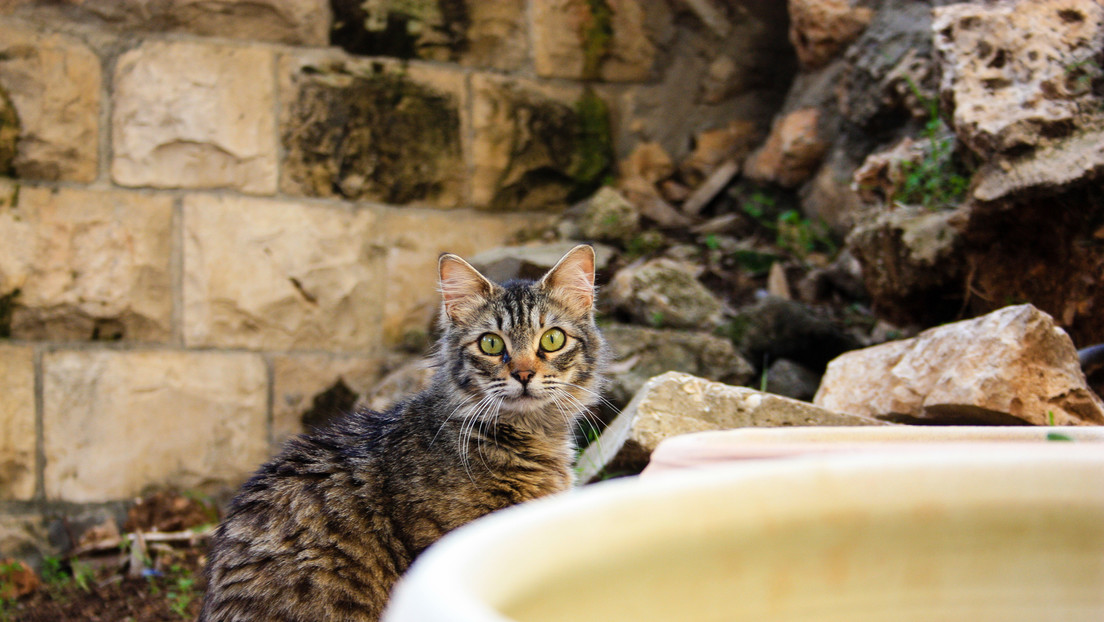 Un gato medieval amasa una jarra de arcilla y deja su huella en la historia