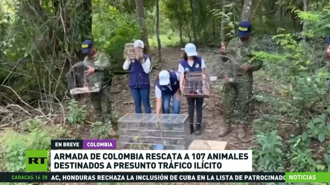 Armada de Colombia rescata a 107 animales destinados a presunto tráfico ilícito