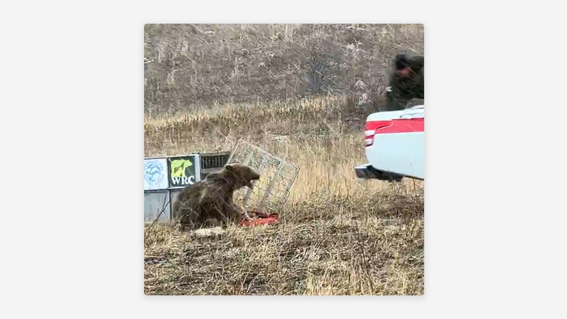 "Feroz instinto": un oso se lanza contra su cuidador al recobrar la libertad (VIDEO)