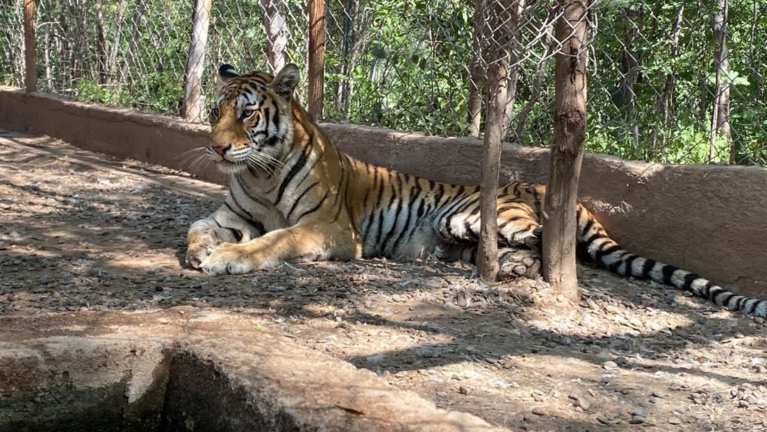 Insólita secuela de la guerra narco en Sinaloa: rescatan a 8 tigres de bengala