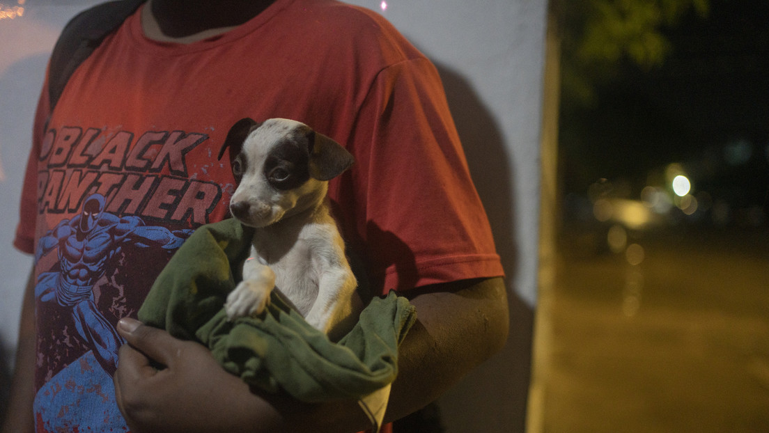 México aprueba dar rango constitucional a la protección animal