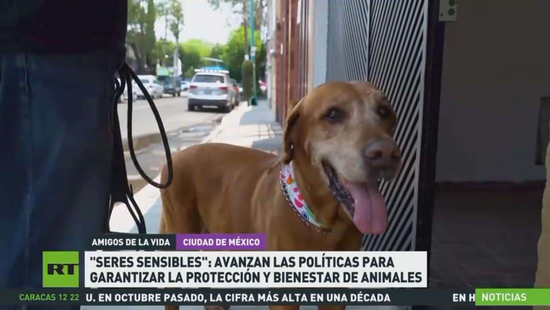 "Seres sensibles": avanzan las políticas para garantizar la protección y el bienestar de los animales en México