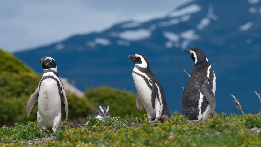 Crimen ambiental en Argentina: condenan a un productor que mató a 240 pingüinos