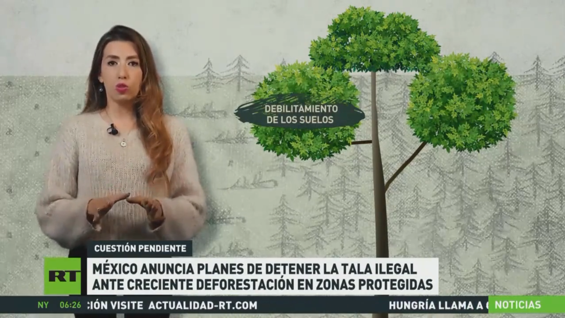 México anuncia planes de detener la tala ilegal ante creciente deforestación en zonas protegidas