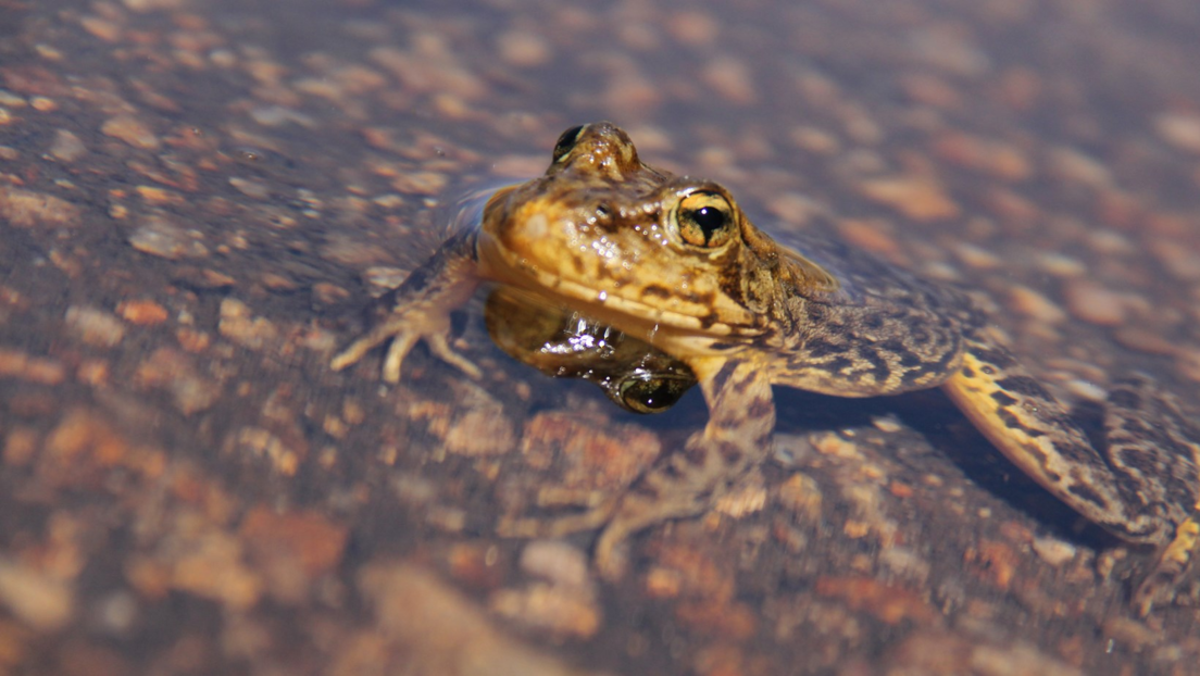 Científicos recuperan una especie de rana casi extinta en EE.UU.