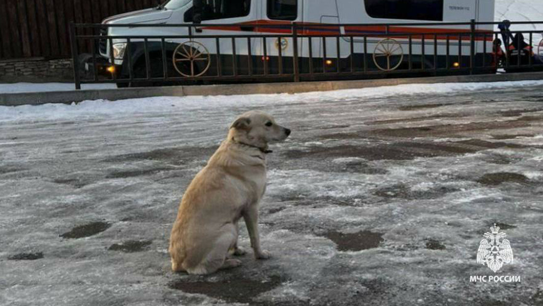 Perrita espera la aparición de su dueño que se ahogó en un río congelado