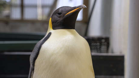 Pingüino emperador nada miles de kilómetros y acaba en una playa de Australia