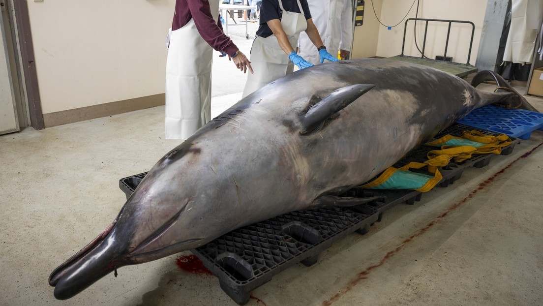 Científicos de Nueva Zelanda diseccionan la ballena más rara del mundo