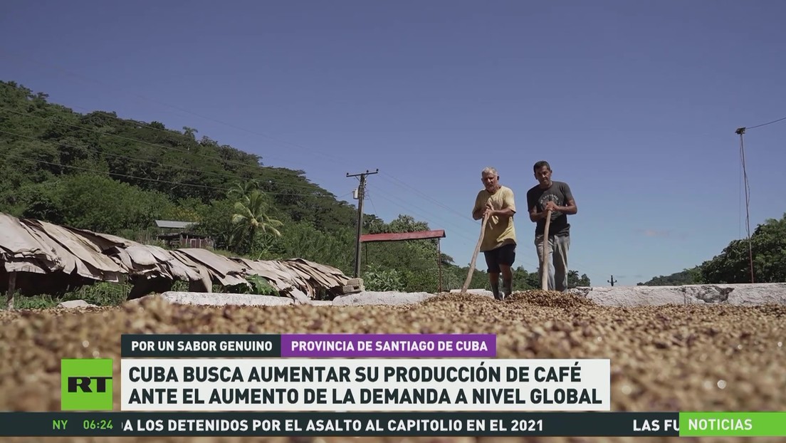 Cuba busca aumentar su producción de café ante el aumento de la demanda global