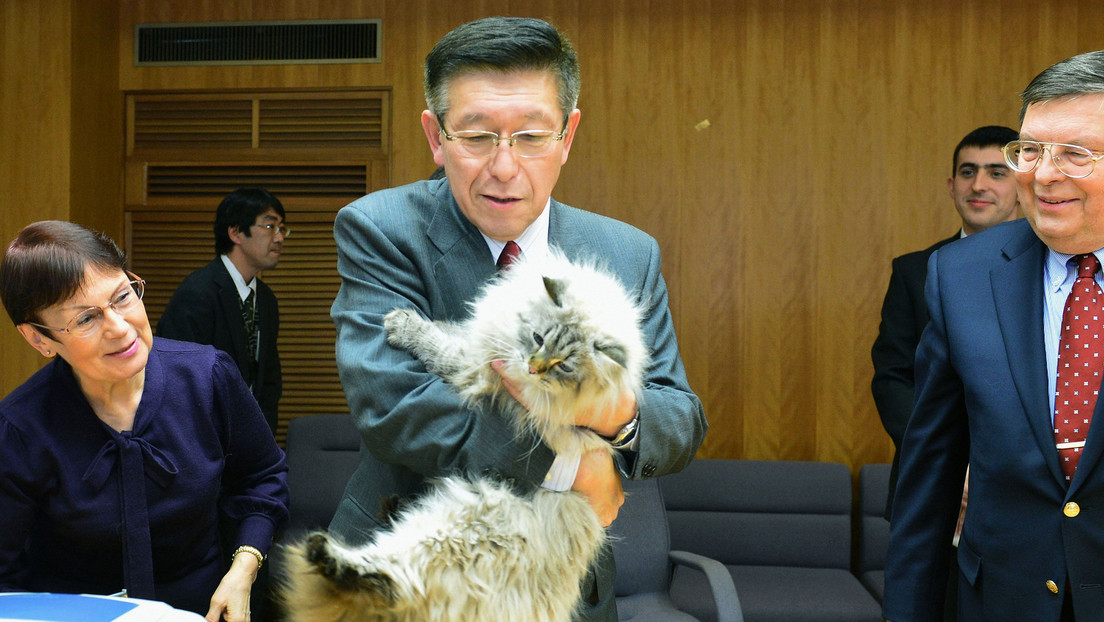 Muere el gato Mir, regalado por Putin a Japón (FOTOS)