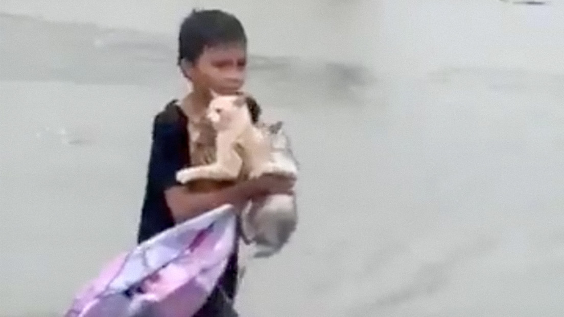 VIDEO: Un niño rescata a tres gatos en medio de gran inundación en Malasia