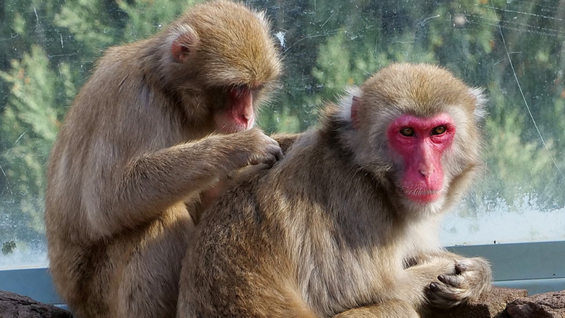 Un parque esterilizará a sus macacos para dejar que se extingan