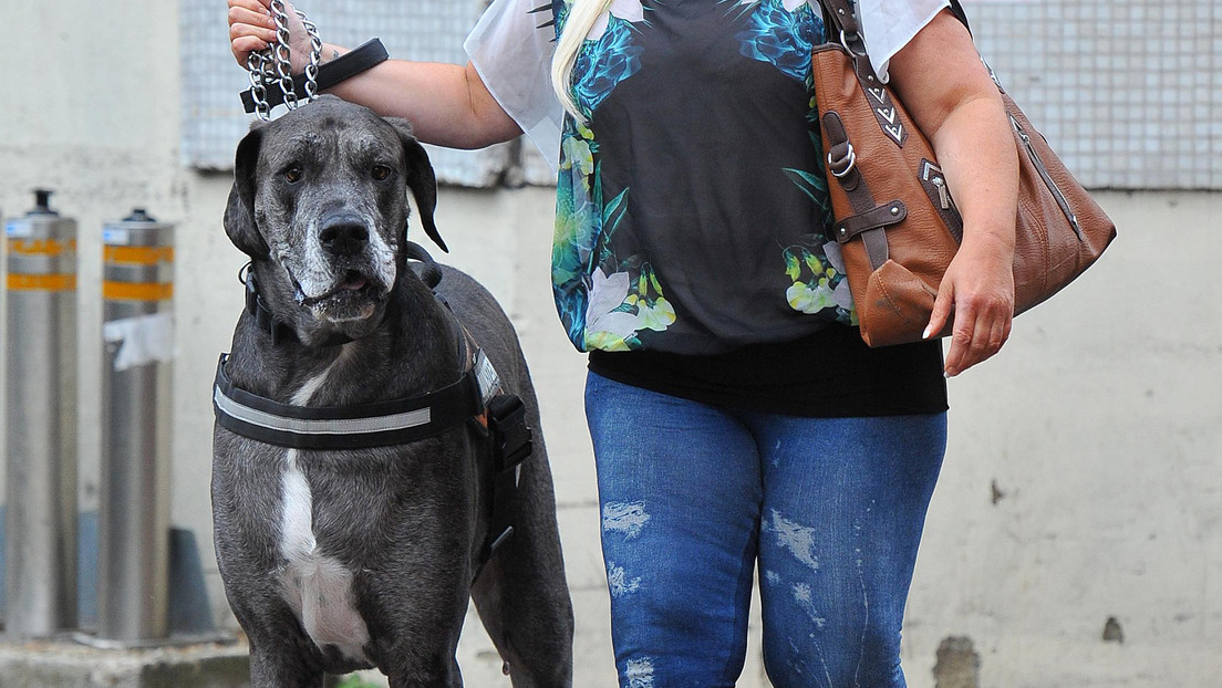 Muere a los 8 años y medio el perro más alto del mundo