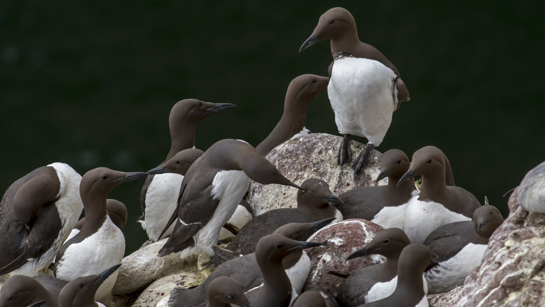 Miles de aves marinas murieron en Alaska en el mayor deceso de vertebrados en la historia