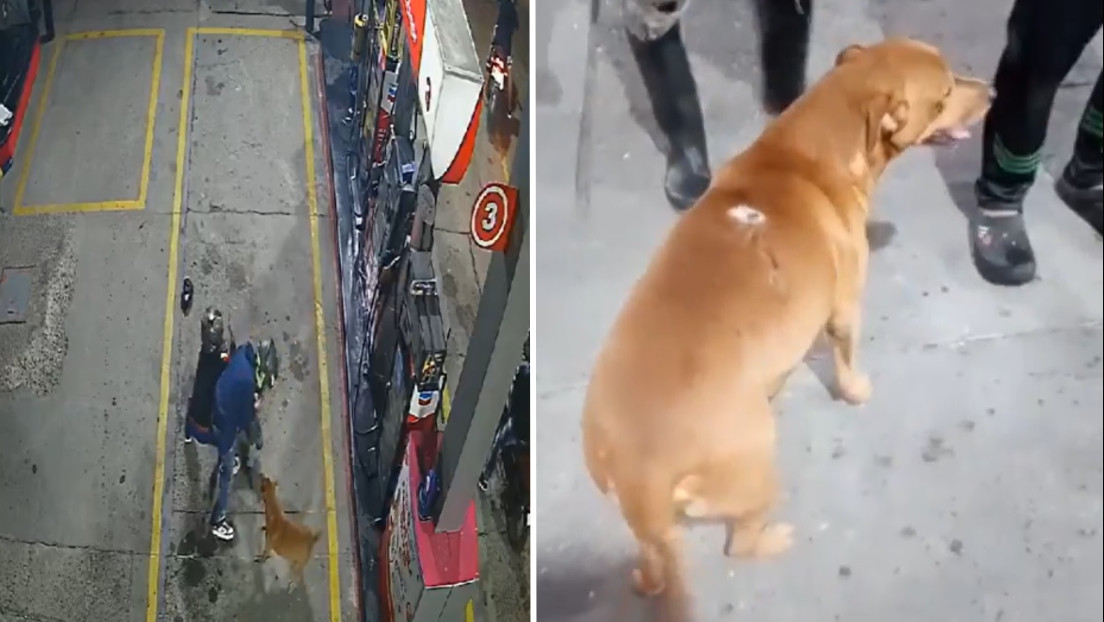 VIDEO: Valiente perrito callejero enfrenta a ladrones y evita robo a una gasolinera