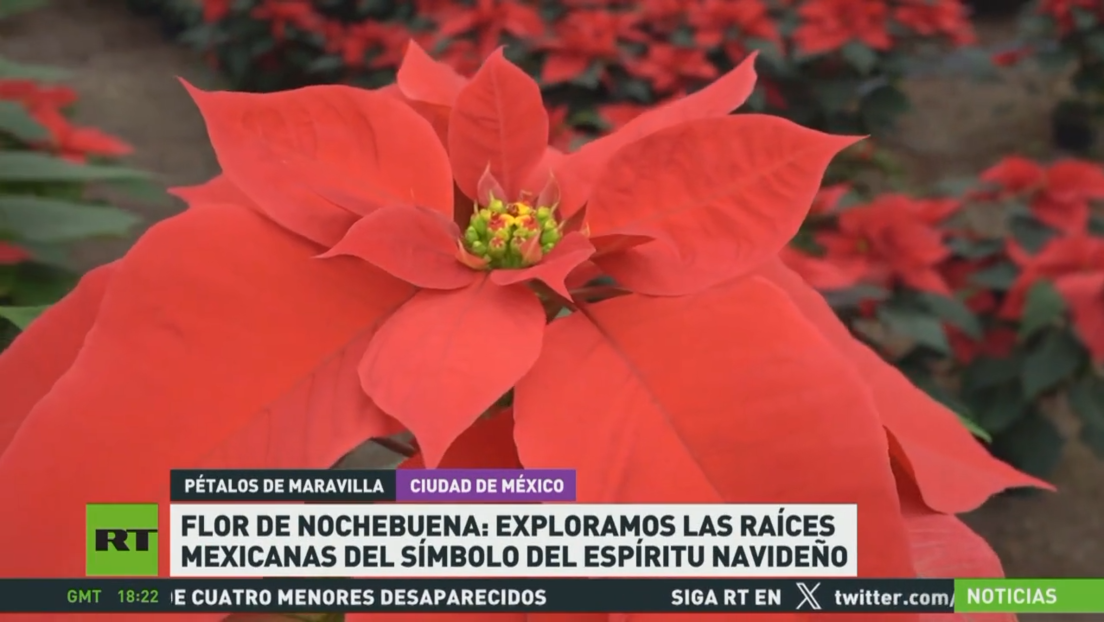 Flor de Nochebuena: Las raíces mexicanas del símbolo del espíritu navideño