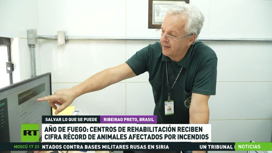 Año de fuego: centros de rehabilitación reciben cifra récord de animales afectados por el fuego en Brasil