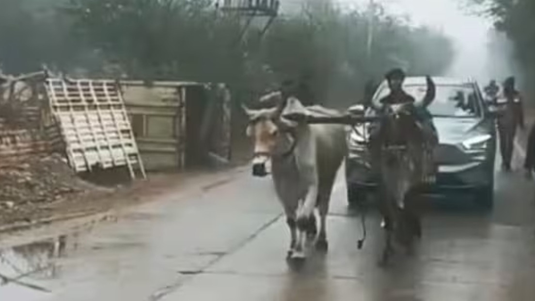 VIDEO: Bueyes tiran de un auto eléctrico averiado en la India