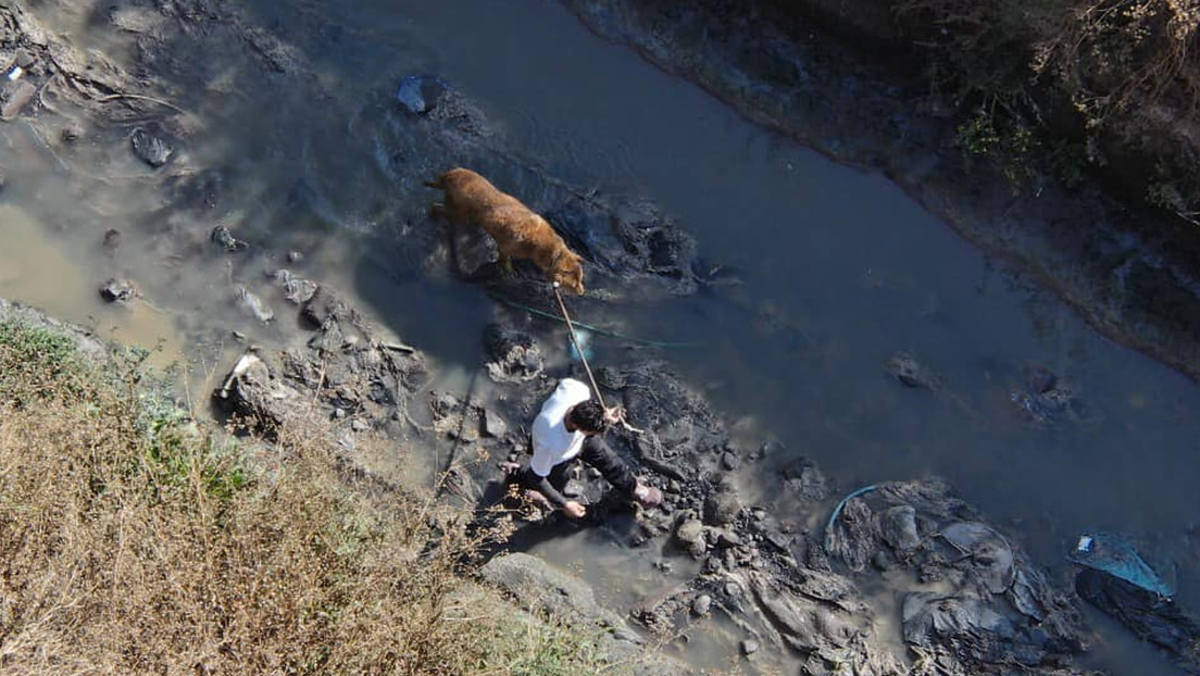 Rescatan a un perro atrapado de un canal de aguas residuales en México