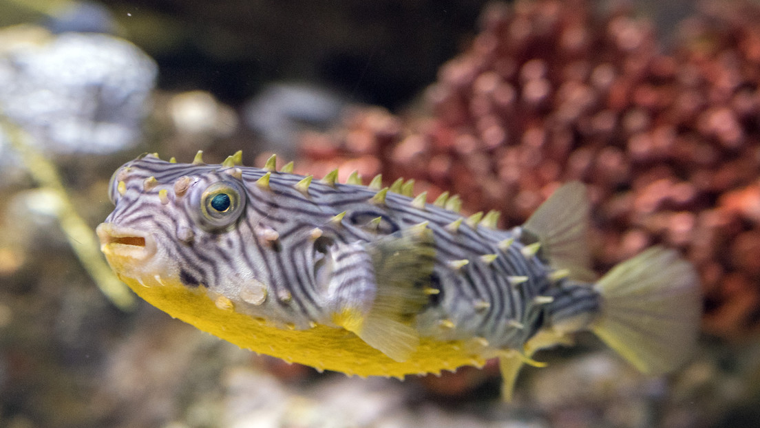 El secreto de los calusa: por qué esta tribu americana usaba enormes cantidades de peces venenosos