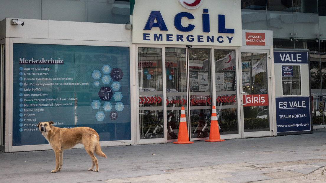 VIDEO: Una perra lleva a su cachorrito moribundo a una veterinaria ¡y le salvan la vida!