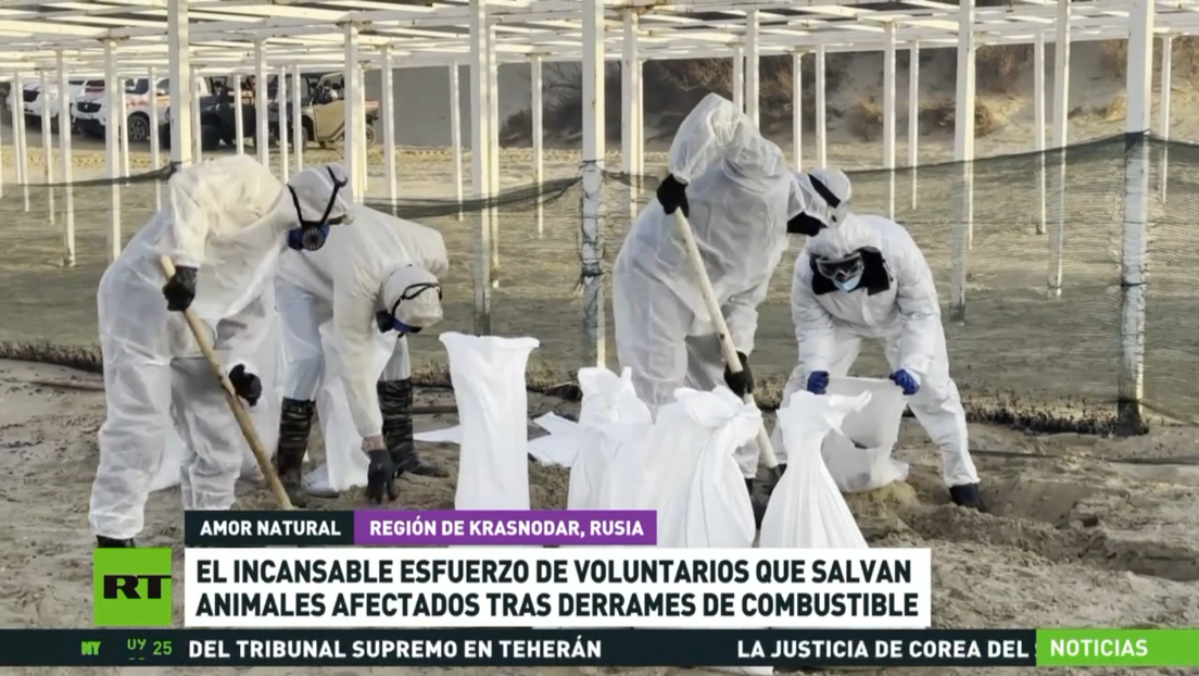 El esfuerzo de voluntarios que salvan animales afectados tras derrames de combustible