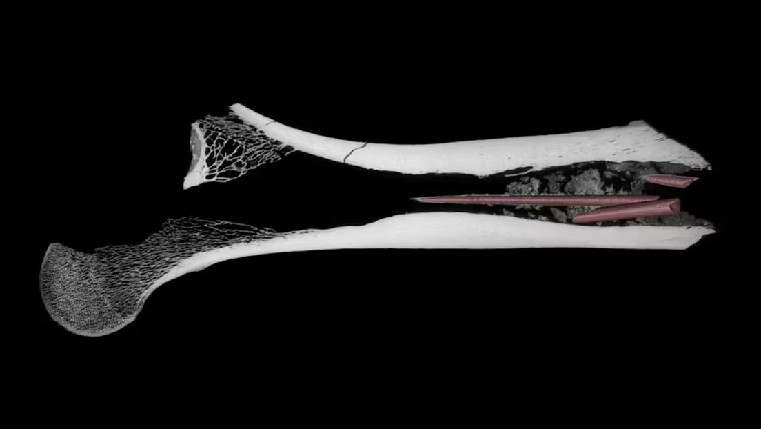 Descubren el veneno en flechas más antiguo del mundo en un hueso de hace 7.000 años