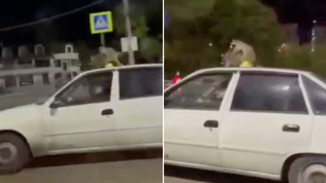 Dos mapaches 'celebran' su día de San Valentín en el techo de un taxi (VIDEO)