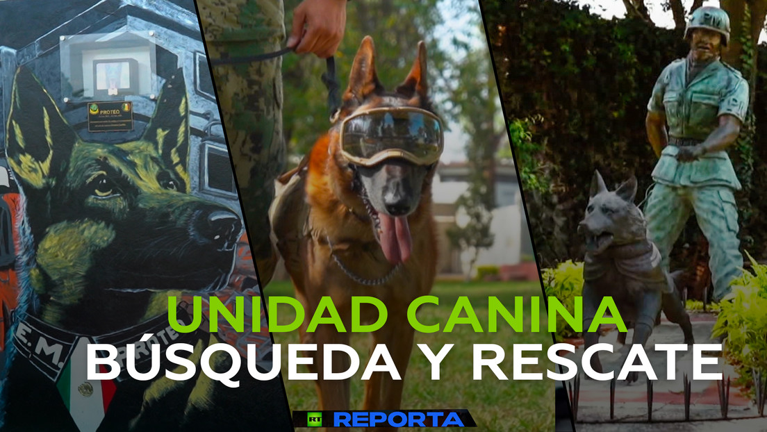 Unidad canina: búsqueda y rescate