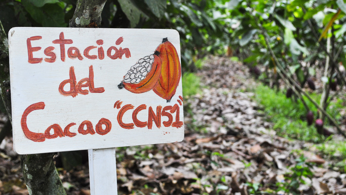 El clon del cacao que pone en peligro los múltiples sabores del chocolate mundial