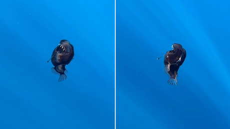 VIDEO: Una aterradora criatura de aguas profundas, filmada a plena luz del día