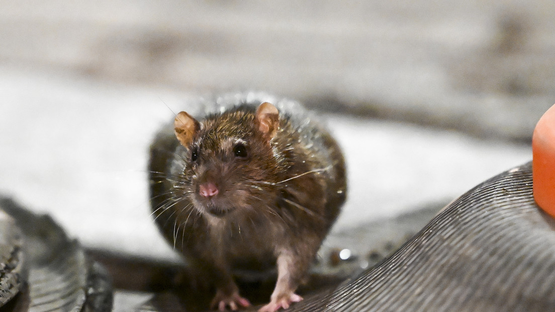 Imagen del artículo: Ratas del tamaño de un gato aterrorizan a una ciudad