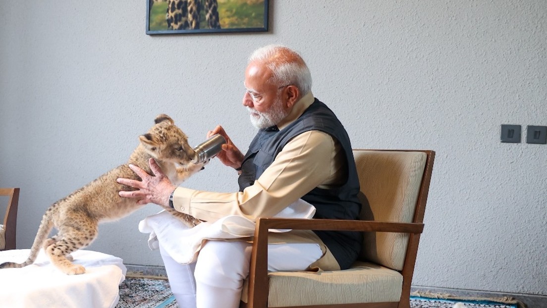 VIDEO: Modi juega con cachorros de león y va de safari a pocos metros de los animales