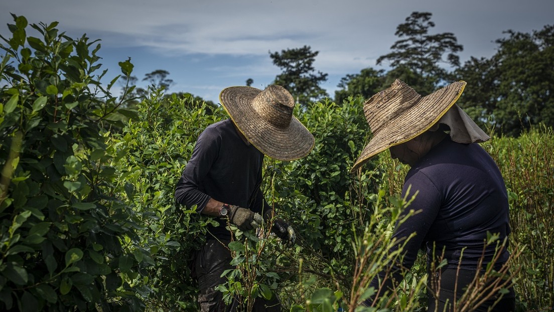 Colombia pide a la ONU excluir la hoja de coca de la lista de sustancias dañinas