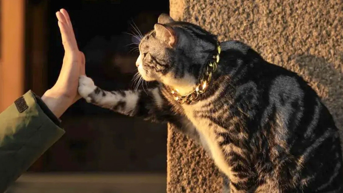 VIDEO: Un gato choca los cinco y conquista el corazón de turistas en un templo chino