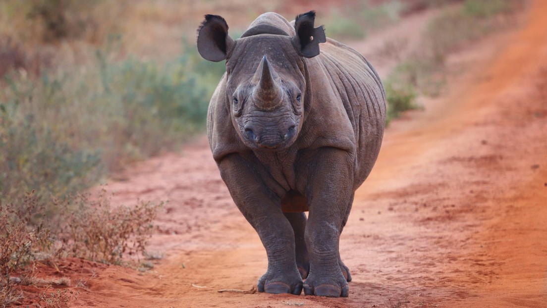 VIDEO: Un rinoceronte 'caza' a turistas en un safari