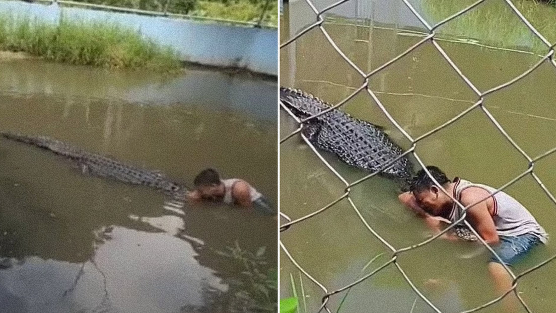 VIDEO: Entra a la jaula de un cocodrilo pensando que es de juguete y termina brutalmente mordido