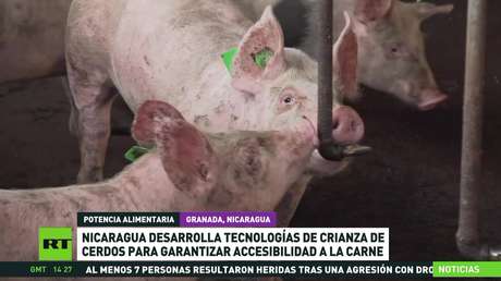 Nicaragua desarrolla tecnologías de crianza de cerdos para garantizar accesibilidad a la carne