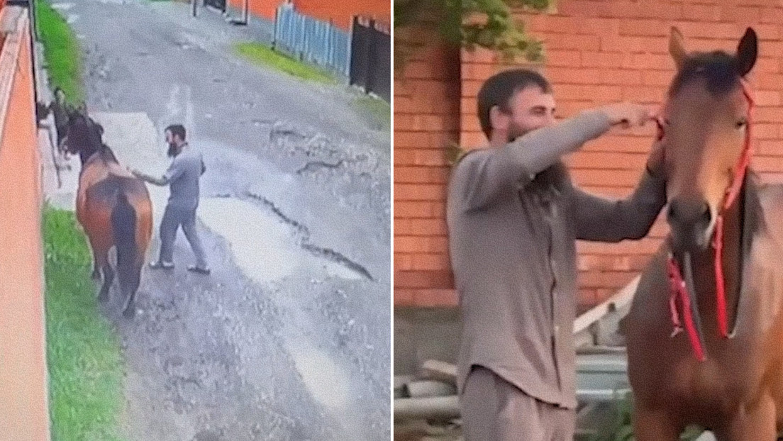 Caballo leal se escapa y regresa con su antiguo dueño tras un año separados