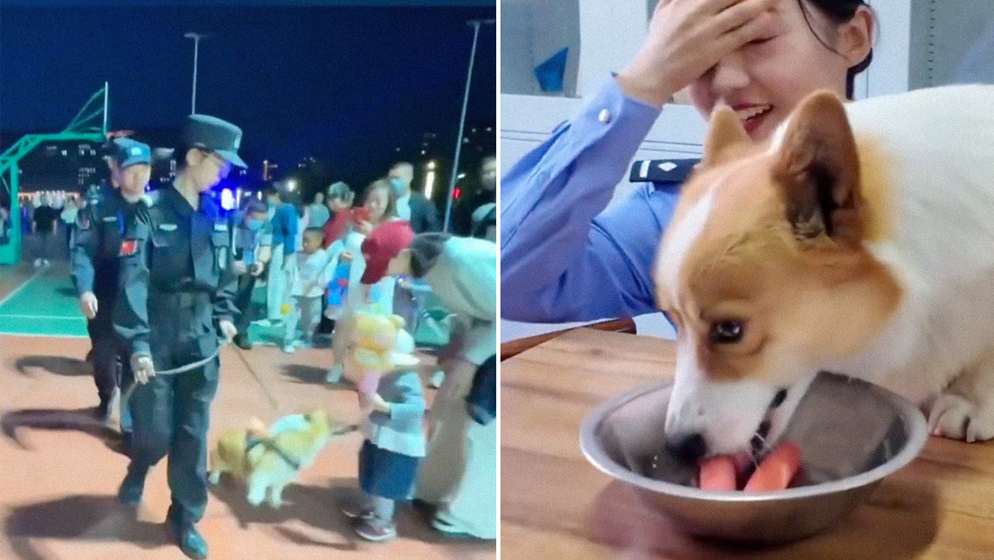 VIDEO: Corgi policía fracasa en una prueba y roba una salchicha