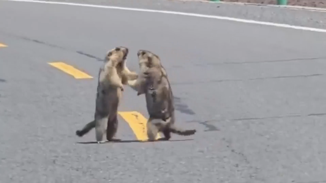 VIDEO: Duelo de marmotas 'luchadoras' bloquea el tráfico en China