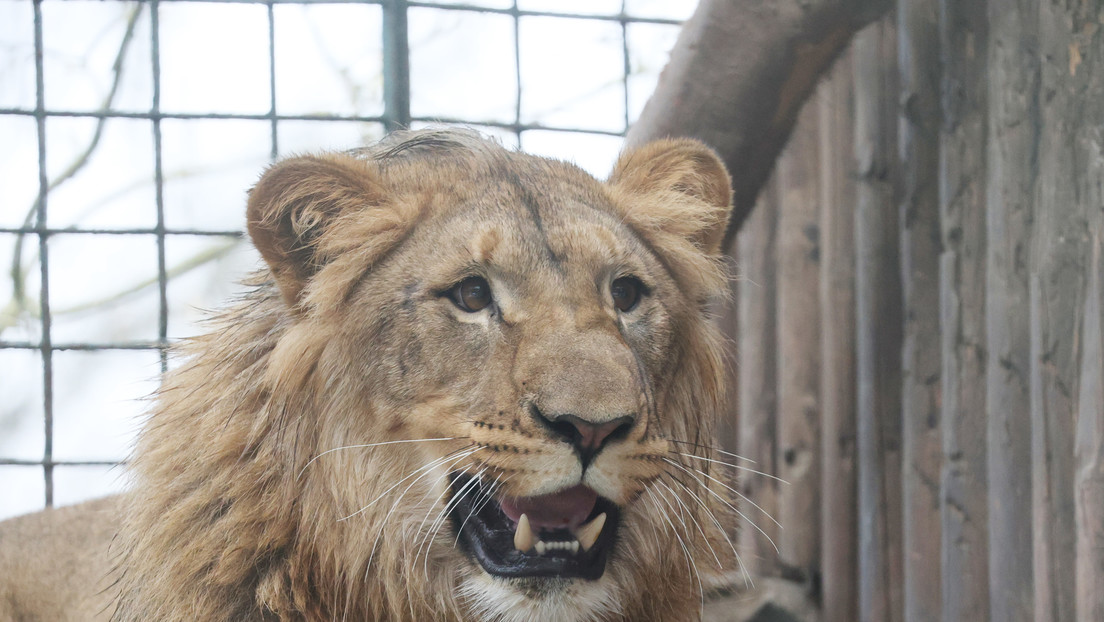 Adopta un león y termina devorado