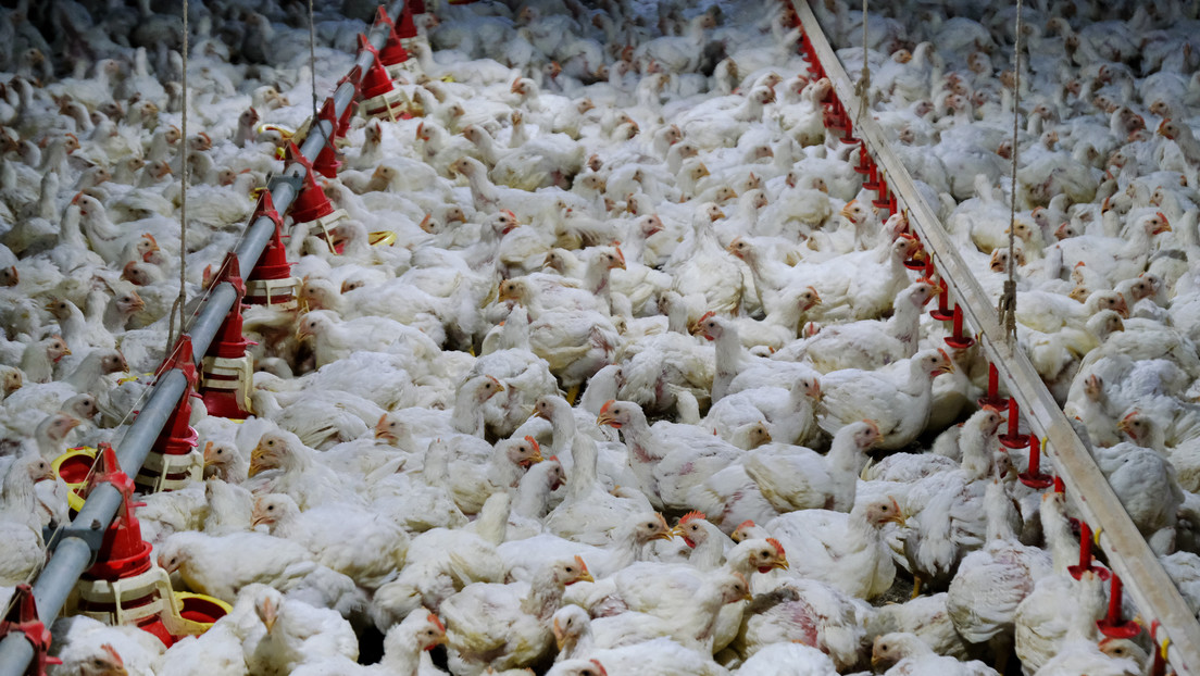 China suspende las compras de pollo a Brasil por esta razón