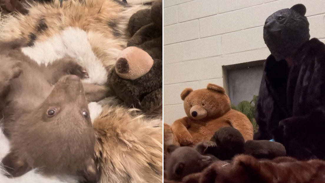 VIDEO: Empleados de un albergue estadounidense se disfrazan de oso para cuidar a un cachorro