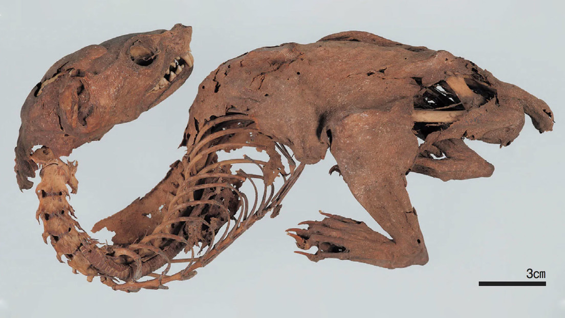 Descifran el misterio de un "dragón arcoíris" momificado