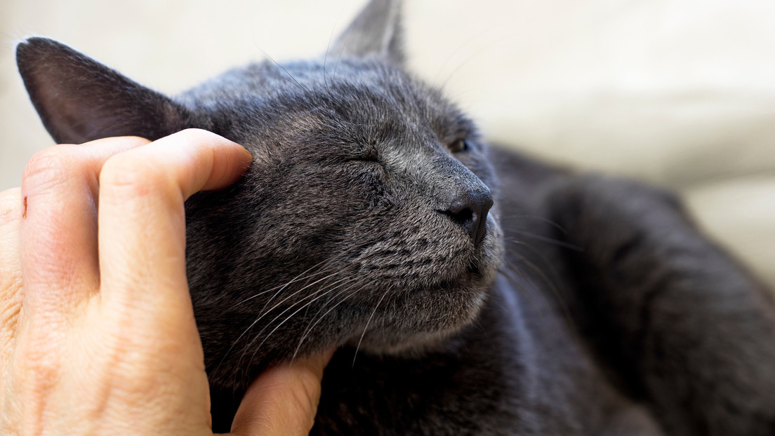 Así es cómo los gatos reconocen a sus dueños
