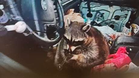 VIDEO: Paran un auto y hallan a un mapache con una pipa de metanfetamina