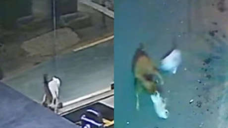 VIDEO: Gato se enfrenta heroicamente a un perro que atacaba a otro felino