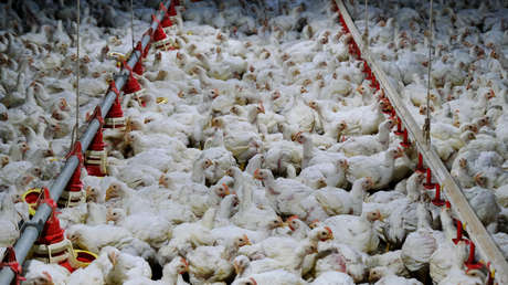 China suspende las compras de pollo a Brasil por esta razón