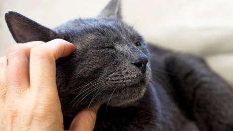 Así es cómo los gatos reconocen a sus dueños